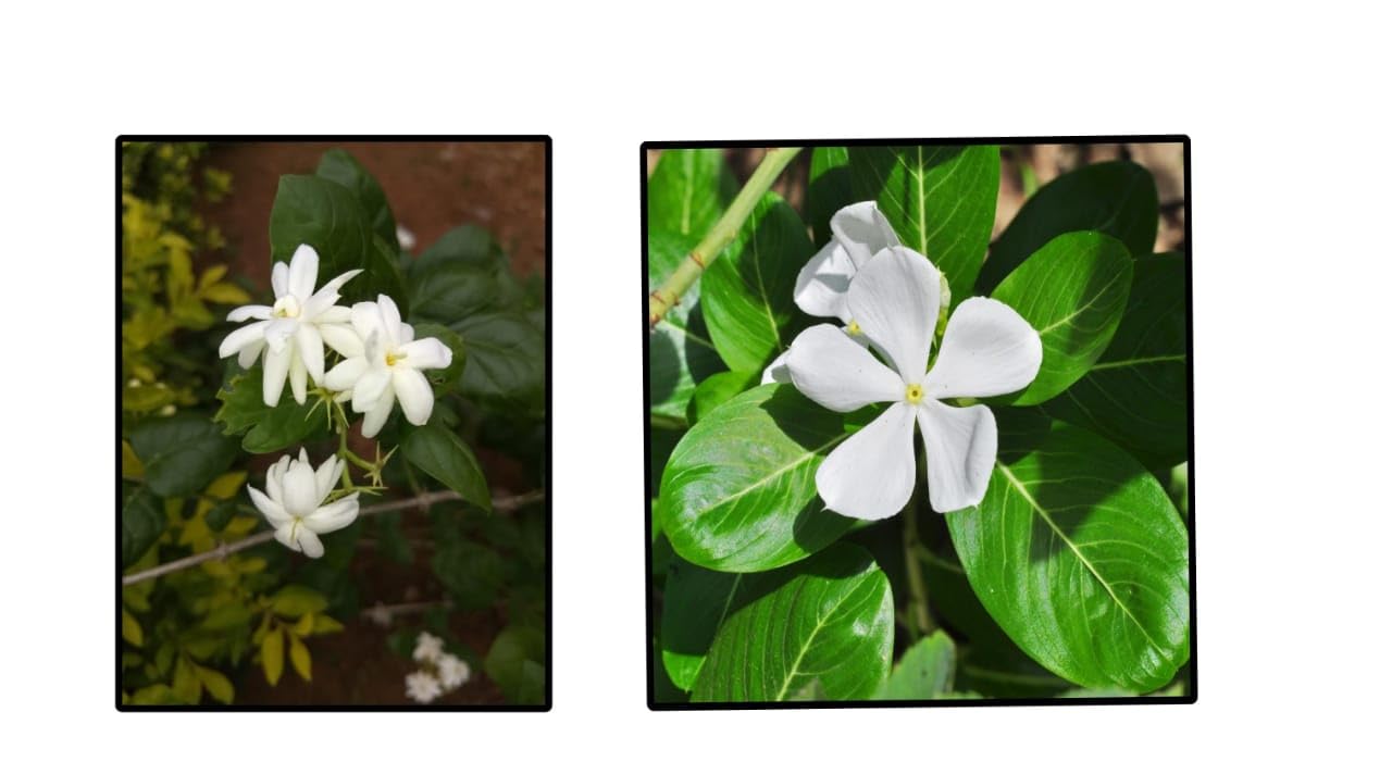 ASPEN® Combo of Nitya Malli/Mullai Poo/Beautiful Fragrance All Season Flowering Healthy Live Plant with Safe & Secure Packing - Pack of 2 (LIVE Plant-150_Baz)-picture-10