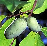 Paw Paw Tree - 5 Seeds - Asimina triloba - Pawpaw
