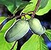 Paw Paw Tree - 5 Seeds - Asimina triloba - PawPaw