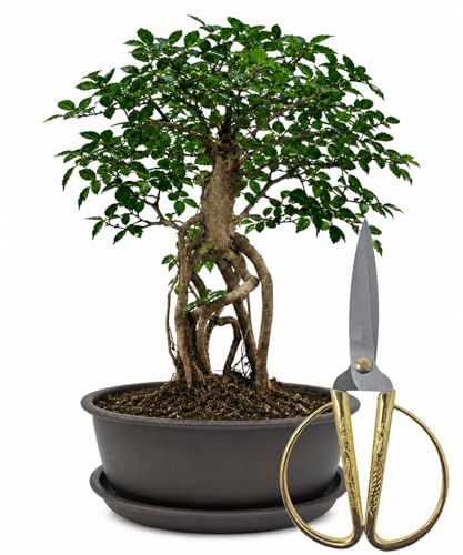 Genki-Bonsai Starterset Chinesische Ulme ca. 30 cm – 3-teiliges Bonsai Komplettset mit Schere & Untersetzer – pflegeleichter Indoor-Zimmerbonsai für Anfänger & Fortgeschrittene
