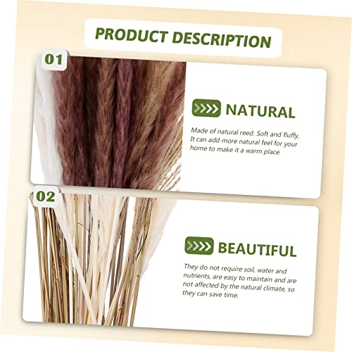 Alipis 240 Peças Flores De Junco Secas Enfeite De Dragão Cana Eterna Natural Decoração De Junco Pres