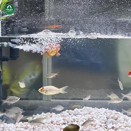 Image of TrustBasket White Pebble Decorative Stones Marble Chips [2 Kg] for Aquarium Garden Indoor & Outdoor Decoration Pebble Stone White