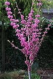 Judasbaum Stämmchen, Cercis chinensis 'Avondale', Höhe: 130-140 cm + Dünger