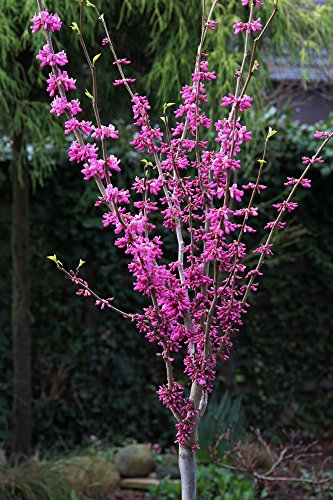 Judasbaum Stämmchen, Cercis chinensis 'Avondale', Höhe: 130-140 cm + Dünger