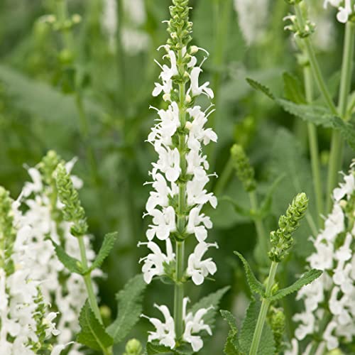 6 x Salvia Officinalis 'Berggarten' - Salbei Berggarten Kleincontainer 9cm x 9cm Cover