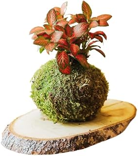 Kokedama mini Fittonia Natural