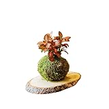 kokedama achat paris 🗾¿Qué son las Kokedamas? Se trata de plantas naturales elaboradas de manera artesanal siguiendo una técnica tradicional japonesa, que consiste en albergar la planta en una maceta orgánica de musgo en forma de bola, de ahí su nombre Koke (musgo) Dama (bola). Esta singular disciplina deriva de la popular técnica bonsái, con la que comparte muchas similitudes. No obstante, no requieren tantos cuidados como este.