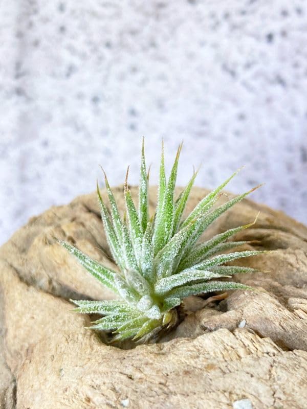 Amazon.co.jp: Frontier Plants チランジア チランジア イオナンタ