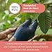 100+ Dried Guava Leaves, Hojas de Guayaba Secas, Natural Guava Leaf, Aromatic Leaf Tea, Non-GMO, No Additives, Caffeine-free. by Akshit