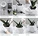 Greenaholics Ceramic Plant Pots - 5 Inch White Small Flower Planters Indoor with Drainage Hole and Saucers for Succulents and Medium Aloe, Diamond Pot Set of 2