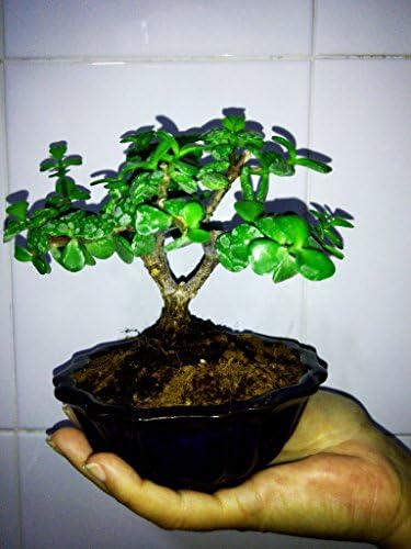 Miniature Bonsai - Portulacaria Afra