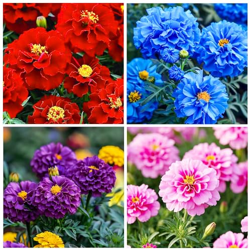 1000+ Perennial Marigold Flower Seed for Planting Outdoor-Attracts Bees&Butterflies Fragrant Butterfly