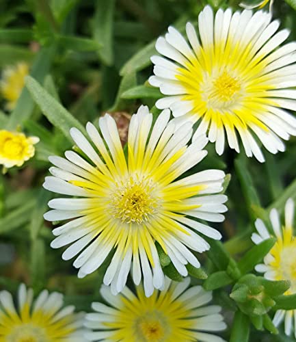 Winterharte Eisblumen für den Balkon von Baldur Garten