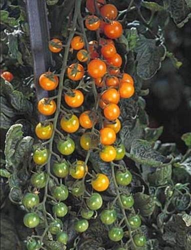 graines de tomates Sunsugar Paquet de 500 graines