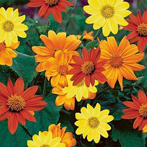 Tithonia Mix Color Flower Mexican Sunflower Seeds (B07QZSKD8V) Amazon Price History, Amazon Price Tracker