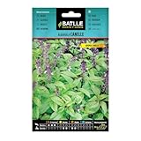 Semillas Batlle Albahaca Cannelle