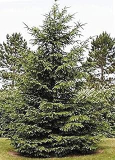 VISTARIC 50 Norway Spruce, Picea Abies