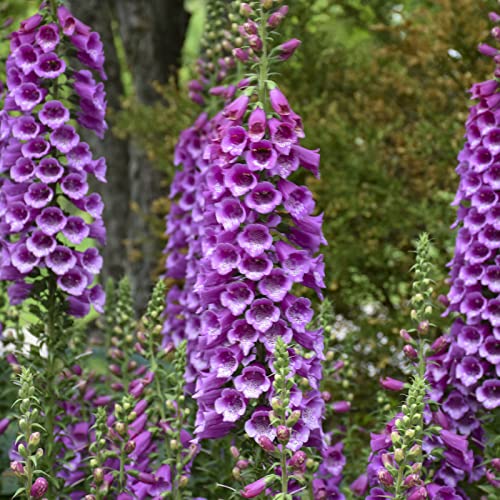 2 Live Foxglove Digitalis Arctic Rose' Starter Perennial Plants. Super Healthy. Attracts Butterflies and Hummingbirds. Shipped Trimmed