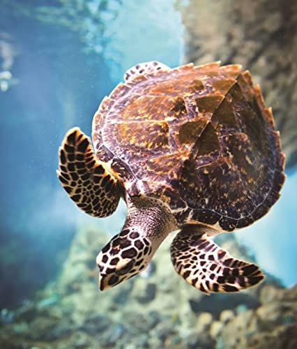 Peinture au diamant 5D tortue de mer en kit complet broderie point de croix 30x40 cm