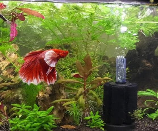 Jnalfg スポンジフィルター 水槽 エアポンプ 水族館 水質改善アクアリウム 海水魚 1 水槽用 熱帯魚 5個セット クリーンフィルター 淡水魚 観賞魚 Jnalfg スポンジフィルター 水槽 エアポンプ 水族館 水質改善アクアリウム 海水魚 1 水槽用 熱帯魚 5個セット クリーンフィルター 淡水魚 観賞魚