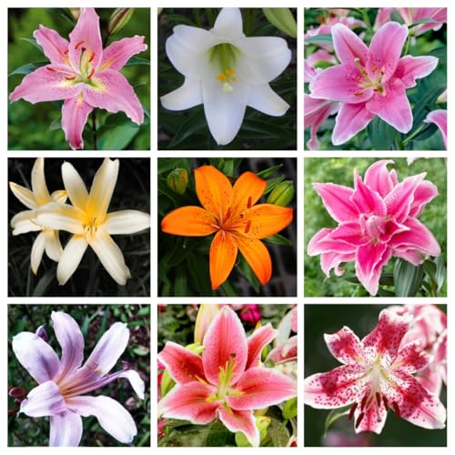 Rizomi Giglio, Piantagione Gigli, Facile da piantare mantenere, Resistente magnifico resistente aromatico-2 rizomi-b