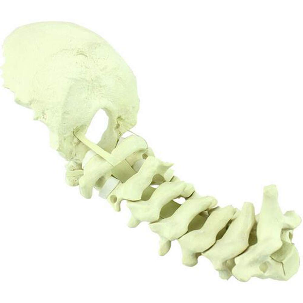 Modèle éducatif Modèle D'occiput - Modèle De Colonne Cervicale Humaine Modèle D'os Occipital Matériau En PVC Atlas Et Axe Avec Modèle D'os Occipital Pour Aide à La Formation à L'enseignement Médical