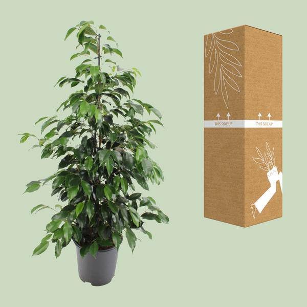 Figa brzozowa – Ficus benjamina Danielle – Ø 21 cm – wysokość ok. 95–105 cm – roślina pokojowa z błyszczącymi zielonymi liśćmi – łatwa w pielęgnacji i oczyszczająca powietrze roślina zielona