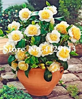 Seeds. 5 pcs Camellia Fiore DIY in Bonsai Pot Seedss of The Perennial Flower Outdoor Covers of Bonsai Seedss Pot for The Garden House: 2: Only Seeds