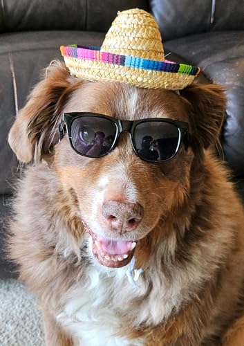 Disfraz para perros medianos estilo Retro con sombrero mexicano miniatura 7