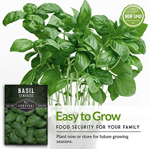 Survival Garden Seeds Popular Herb Collection Seed Vault - Lavender, Spearmint, Basil, Cilantro, Parsley - Non-Gmo Heirloom Survival Garden Seeds For Planting - Grow Herbs In Your Vegetable Garden #TOP3