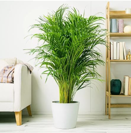 Areca Palm Plant Live, Natural Air Purifier, Indoor & Outdoor Organic Plant, Stylish Home & Office Décor Fresh And Healthy Live Plant/Pack of 1 > Without Pot - PLM -3