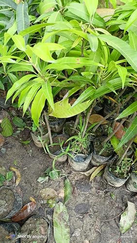 Image of Ratnagiri Alphonso Mango Plant Grafted Live Hapus Tree 2-3 Feet