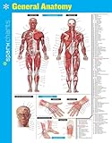 General Anatomy SparkCharts