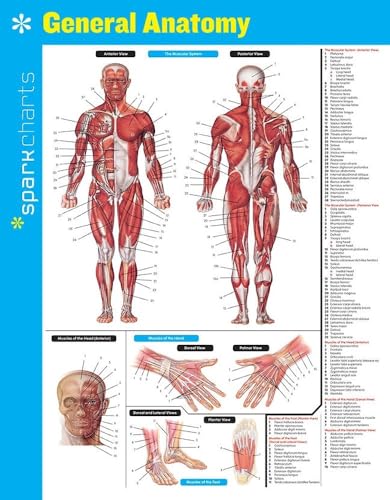 General Anatomy SparkCharts