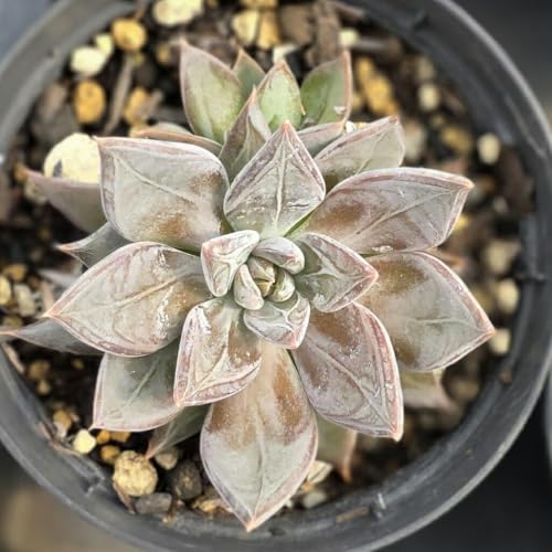 XgGy[ 7.5cm|bg A GPxA Echeveria 'Last Emperor' Y  ϗtA CeAO[ 񂹐A ke 1{ 1