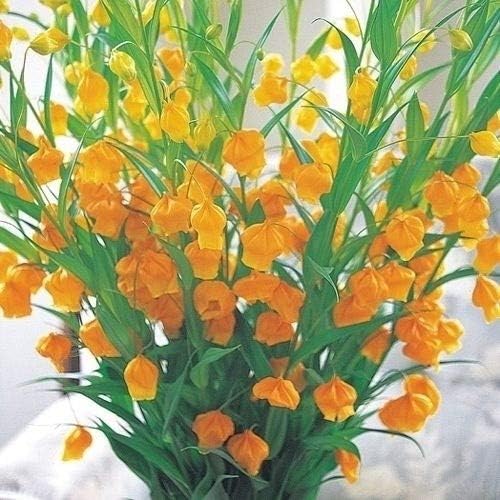 国華園 春植え球根 サンダーソニア オーランティアカ 2球 21年春商品 Diy 工具 ガーデン Amazon