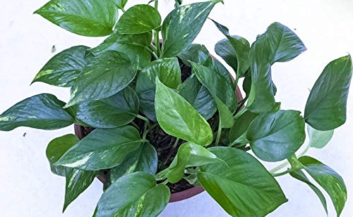 Mandys Farm Epipremnum Aureum/Money Plant Jade Live Plant (B08KW5RHV5) Amazon Price History, Amazon Price Tracker
