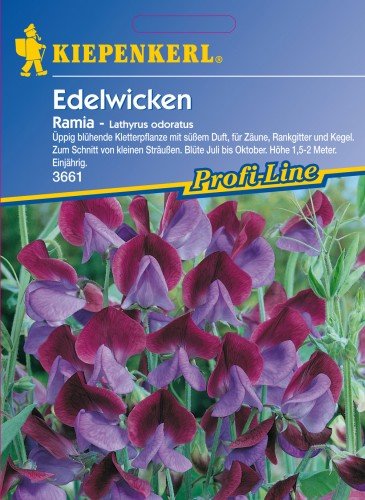 Kiepenkerl Lathyrus odoratus (Edelwicken) Ramia