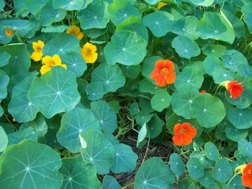 Clovers Garden Nasturtium Plants Two (2) Live Plants Non-GMO - Not Seeds - Each 4 to 8 Tall in 4 Inch Pots Deliciously Edible
