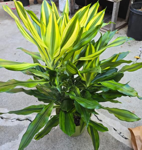 Live Dracaena Fragrans Plant, Corn Plant, Variegated Green Yellow Leaves, Indoor Houseplant in...