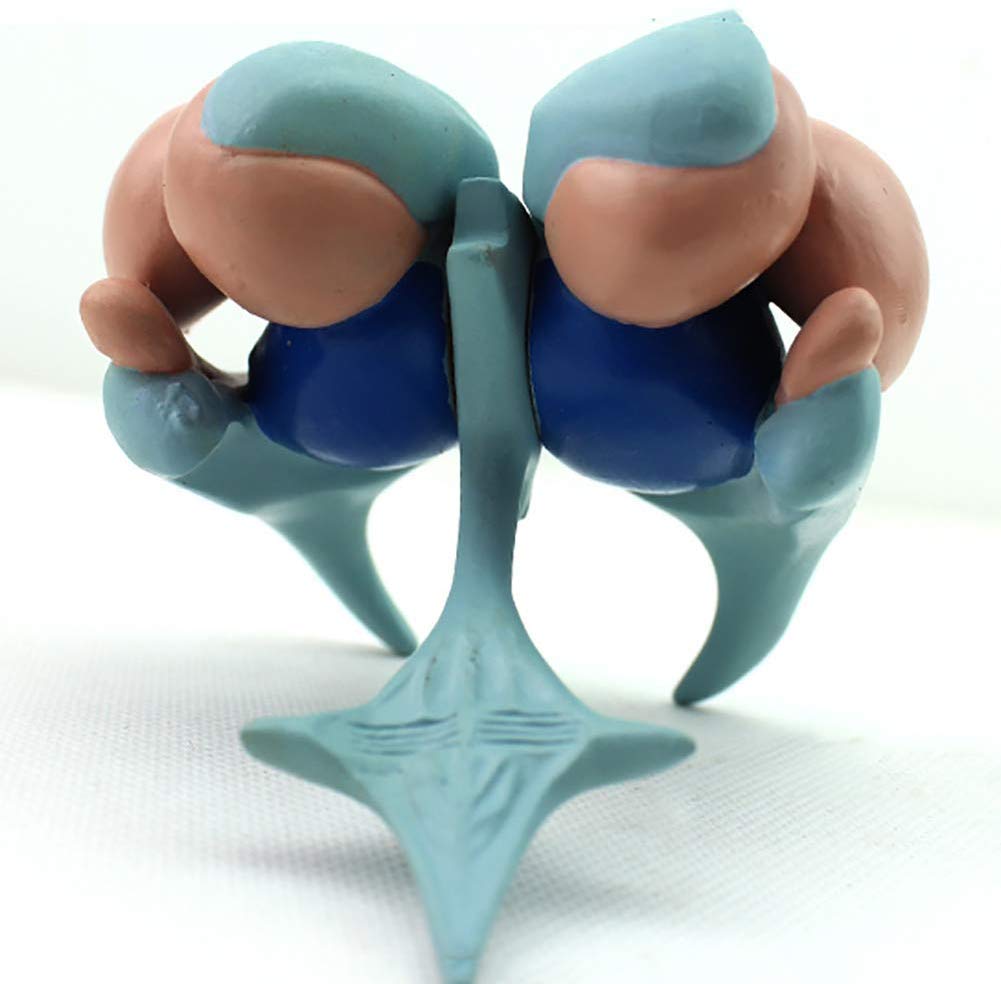 Model anatomiczny Model anatomiczny Ciało ludzkie, model jądra podstawnego, model anatomiczny człowieka zwojów podstawnych Mózg Mózgowe jądro wzgórzowe Laboratorium i materiały naukowe do na