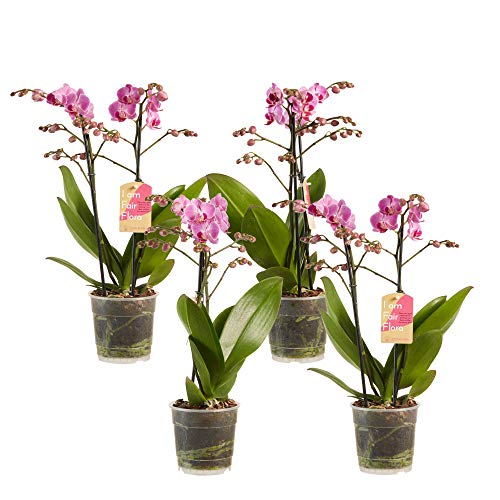 Choice of Green - Phalaenopsis multiflora Pink - Set of 4 - Butterfly Orchid - Live Indoor Plant in Growerspot Diameter 12 cm - Height 50 cm - Quality from Holland - Fresh from The Grower