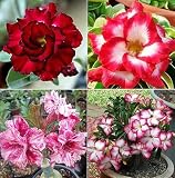 CHUXAY GARDEN Mix Color Adenium Obesum 10 Seeds Big Pack Desert Rose Flower Succulents Ornamental Flowering Plant Heat-Tolerant Low-Maintenance Beautiful Potted Plants Low-Maintenance -  color green