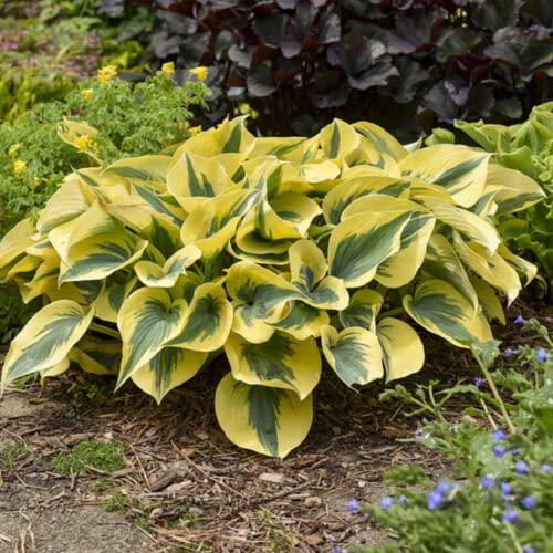CHUXAY GARDEN Autumn Frost Hosta Plantaginea - Fragrant Plantain Lily for Landscape Designers Drought Tolerant 90 Seeds Low-Maintenance Plant