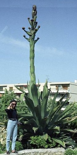 10 AGAVE SALMIANA VAR. FEROX PULQUE PLANT SEEDS