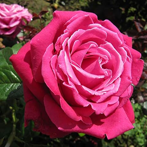 Birthday Boy - 5.5lt Potted Hybrid Tea Garden Rose Bush - Fragrant Deep Pink - Large Flowering Cover