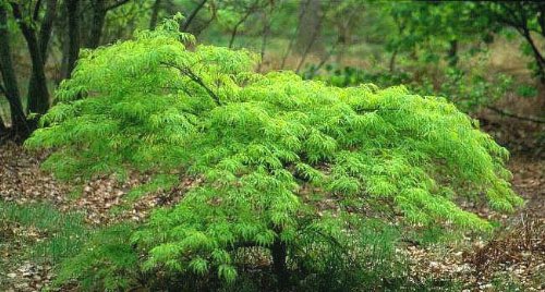 Waterfall Japanese Maple 2-Year Graft