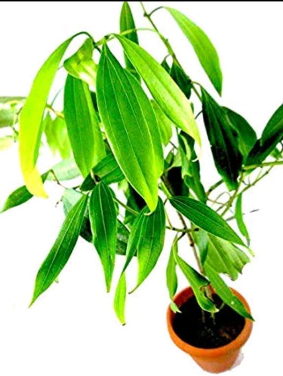 Balbasaur Spices Plants Live Indian Bay Leaf Plant Tejpatta Spice tree