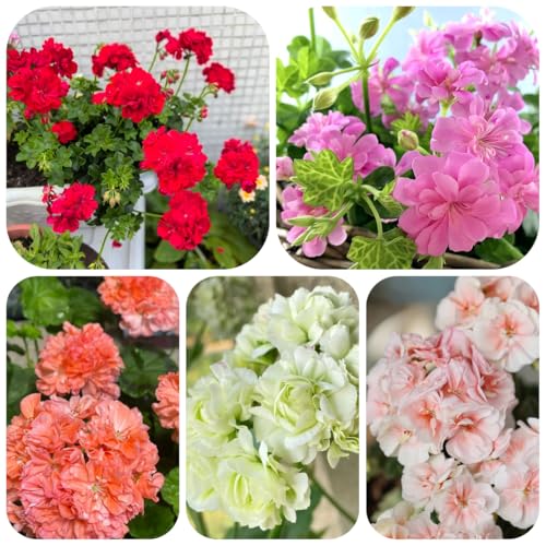 semillas de geranio de cortadas geranios pelargonios colgantes ornamentales decoración de balcón, decoración de sala de estar 50pcs