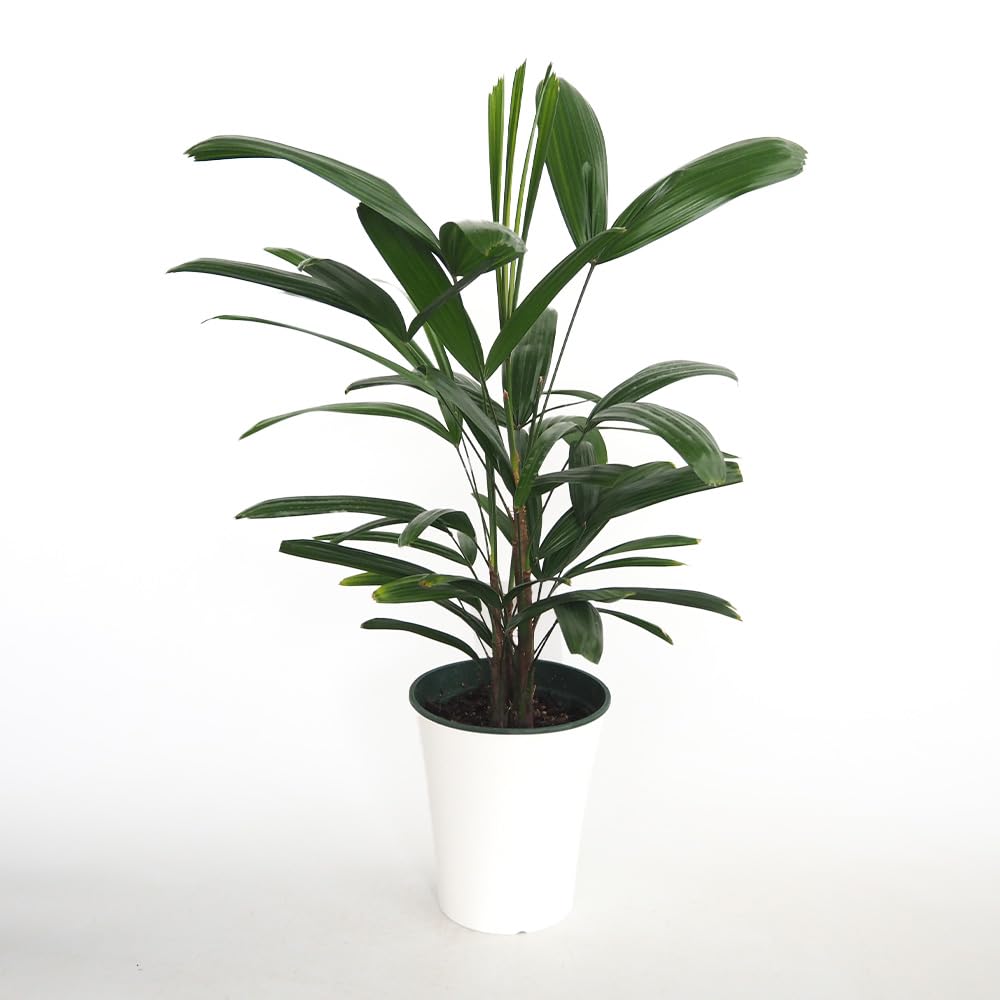 Amazon｜ITANSE 観音竹 (カンノンチク) 5号 1個売り｜観葉植物